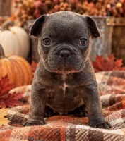 Blue/Dilute / Chocolate Carrie DNA confirmed - emerald collar, a male French Bulldog for sale in Millville, MN – 2 of 10