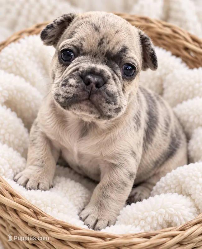 Male royal blue -  lilac merle – French Bulldog puppy for sale in Millville, MN