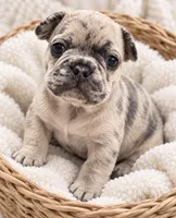 Male royal blue -  lilac merle, a male French Bulldog for sale in Millville, MN – 1 of 8