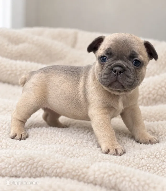 Ruby - DNA-Confirmed Blue Fawn Female • Carries Chocolate. – French Bulldog puppy for sale in Millville, MN