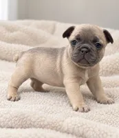 Ruby - DNA-Confirmed Blue Fawn Female • Carries Chocolate., a female French Bulldog for sale in Millville, MN – 1 of 8