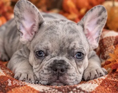 Royal Blue - DNA-Confirmed Blue Fawn Merle— Cocoa & Tan-Point Carrier – French Bulldog puppy for sale in Millville, MN