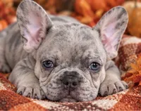 DNA-ConfirmedBlueFawnMerle Cocoa /Tan-Point Carrier -Royal Blue collar, a male French Bulldog for sale in Millville, MN – 1 of 9
