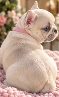 Female baby pink - Lilac/Cocoa Fawn Merle DNA confirmed , a female French Bulldog for sale in Millville, MN – 3 of 9