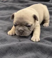 Female Ruby pearl -Very light lilac/fawn Isabella-fawn, a female French Bulldog for sale in Millville, MN – 2 of 9