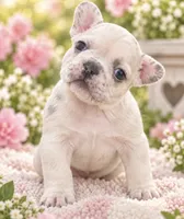 Female fuchsia - very light lilac fawn merle, a female French Bulldog for sale in Millville, MN – 5 of 8