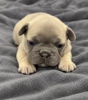 Female Ruby pearl -Very light lilac/fawn Isabella-fawn, a female French Bulldog for sale in Millville, MN – 3 of 9