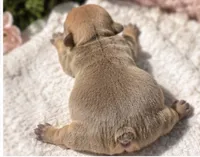Female # 1, a female French Bulldog for sale in Millville, MN – 3 of 6
