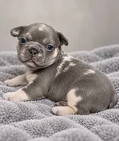 Female orange pear - blue & tan are the cool slate-gray , a female French Bulldog for sale in Millville, MN – 3 of 9