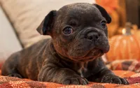 Blue/Dilute / Chocolate Carrie DNA confirmed - emerald collar, a male French Bulldog for sale in Millville, MN – 3 of 10