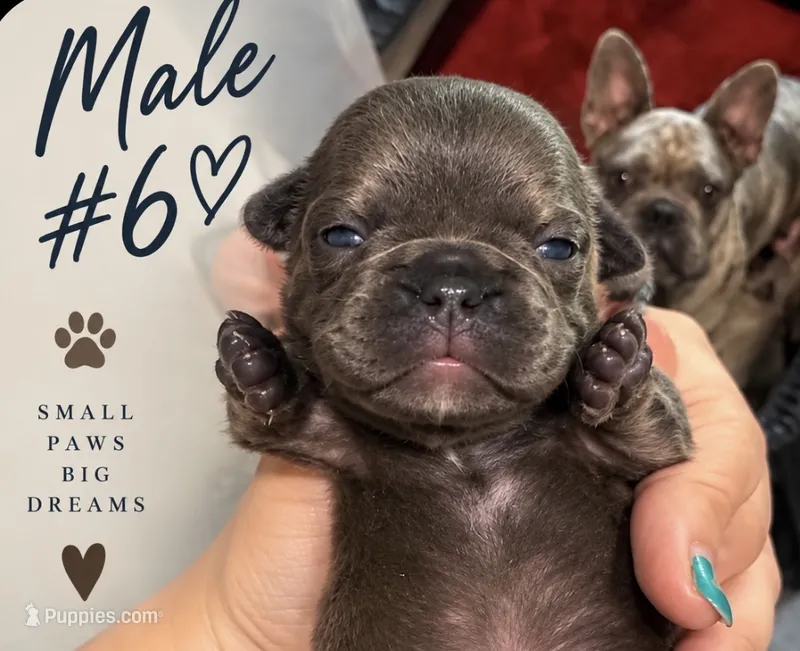 Male #6 – French Bulldog puppy for sale in Millville, MN