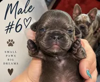Male #6, a male French Bulldog for sale in Millville, MN – 1 of 7