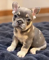 Blue & Tan Merle cocoa carrier DNA confirmed - Orange Collar, a female French Bulldog for sale in Millville, MN – 2 of 10