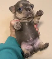 Maverick, a male French Bulldog for sale in Millville, MN – 4 of 7