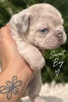 Male “E” , a male French Bulldog for sale in Millville, MN – 4 of 9