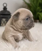 Teddy , a male French Bulldog for sale in Millville, MN – 3 of 10