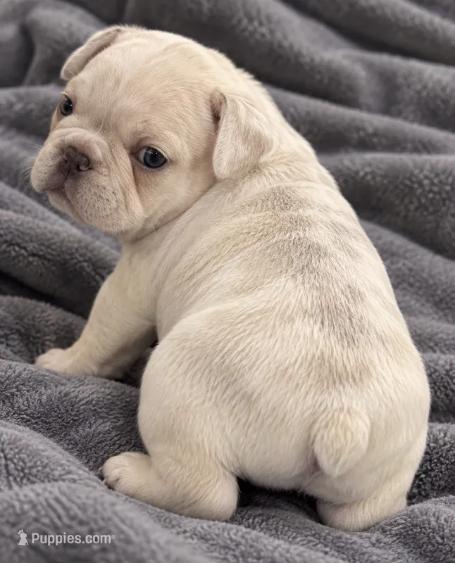 Male Coco - tan lilac merle cream – French Bulldog puppy for sale in Millville, MN