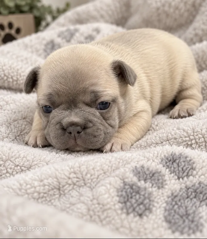 Female Ruby pearl -Very light lilac/fawn Isabella-fawn – French Bulldog puppy for sale in Millville, MN