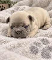 Female Ruby pearl -Very light lilac/fawn Isabella-fawn, a female French Bulldog for sale in Millville, MN – 1 of 9