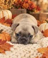 DNA-Confirmed Blue Fawn Female • Carries Chocolate - ruby collar, a female French Bulldog for sale in Millville, MN – 6 of 10