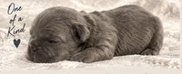 Male #6, a male French Bulldog for sale in Millville, MN – 4 of 7