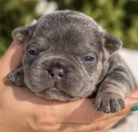 Female # 3, a female French Bulldog for sale in Millville, MN – 2 of 7