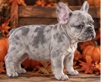 DNA-ConfirmedBlueFawnMerle Cocoa /Tan-Point Carrier -Royal Blue collar, a male French Bulldog for sale in Millville, MN – 3 of 9