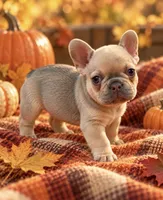 Dilute Cocoa Fawn/Sable DNA confirmed - White Collar, a female French Bulldog for sale in Millville, MN – 4 of 9