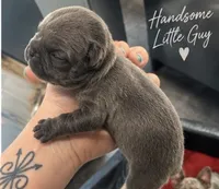 Male #6, a male French Bulldog for sale in Millville, MN – 3 of 7