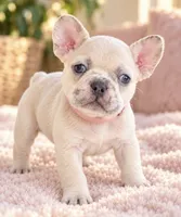 Female baby pink - Lilac/Cocoa Fawn Merle DNA confirmed , a female French Bulldog for sale in Millville, MN – 4 of 9