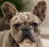 John , a male French Bulldog for sale in Millville, MN – 3 of 4