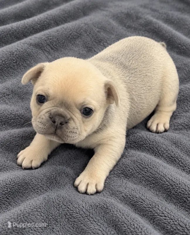 Female white pearl - Isabella-fawn Very light lilac/fawn – French Bulldog puppy for sale in Millville, MN