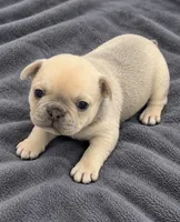 Female white pearl - Isabella-fawn Very light lilac/fawn, a female French Bulldog for sale in Millville, MN – 1 of 10