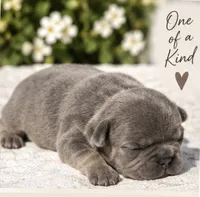Female #4, a female French Bulldog for sale in Millville, MN – 4 of 7