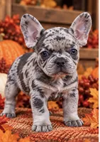 DNA-confirmed Blue & Tan Merle carries cocoa - black collar, a female French Bulldog for sale in Millville, MN – 1 of 10