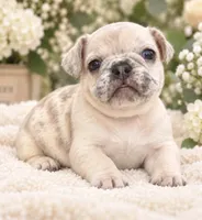 Female baby pink - very light lilac fawn merle, a female French Bulldog for sale in Millville, MN – 2 of 8