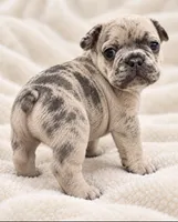 Male royal blue -  lilac merle, a male French Bulldog for sale in Millville, MN – 5 of 8
