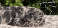Female “G”, a female French Bulldog for sale in Millville, MN – 2 of 8