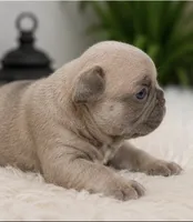 Teddy , a male French Bulldog for sale in Millville, MN – 7 of 10