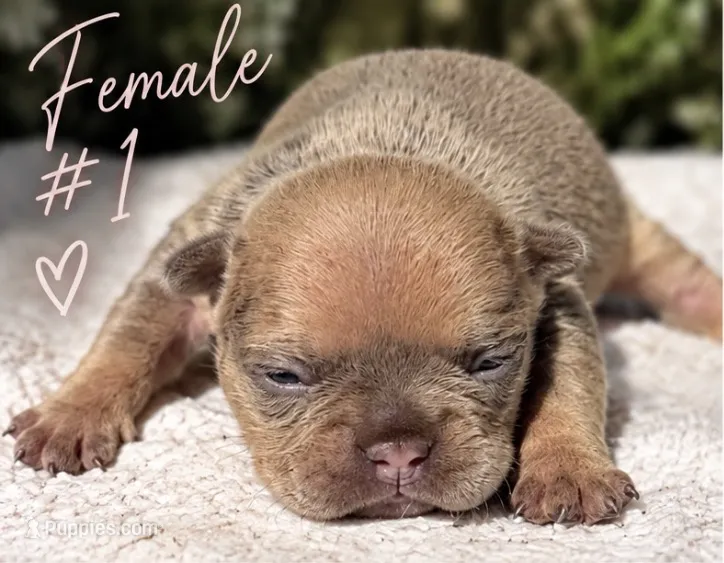 Female # 1 – French Bulldog puppy for sale in Millville, MN