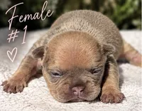 Female # 1, a female French Bulldog for sale in Millville, MN – 1 of 6
