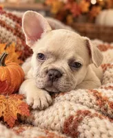 Lilac-toned/Dilute Cocoa Fawn MerleDNA confirmed - collar Coco, a male French Bulldog for sale in Millville, MN – 3 of 8