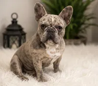 John , a male French Bulldog for sale in Millville, MN – 2 of 4