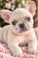 Female baby pink - Lilac/Cocoa Fawn Merle DNA confirmed , a female French Bulldog for sale in Millville, MN – 6 of 9