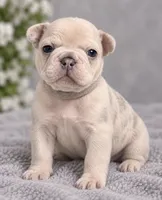Female grey pearl - Very Light Lilac Merle, a female French Bulldog for sale in Millville, MN – 4 of 8