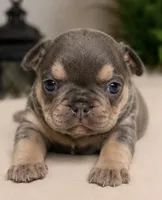 Maverick, a male French Bulldog for sale in Millville, MN – 3 of 7