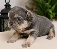 Maverick, a male French Bulldog for sale in Millville, MN – 6 of 7