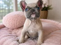 Teddy, a male French Bulldog for sale in Millville, MN – 2 of 5
