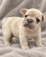 Male Coco - tan lilac merle cream, a male French Bulldog for sale in Millville, MN – 4 of 8