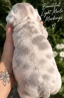 Male “E” , a male French Bulldog for sale in Millville, MN – 2 of 9
